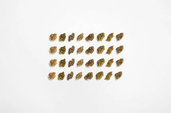 Beyaz arka planda tıbbi esrar, güzel çiçekli marihuana bitkileri, bitki üçgenlerinin ucu. Marihuana çiçeği konsepti