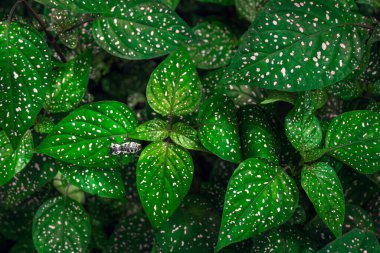 Tropik bitki dokusunda güzel bir karınca. Tropik orman geçmişi. Ormanlık alanda bitki örtüsü. Tasarımını yeşillendirmek için kırsal doku konsepti. Ormandaki taş duvar dokusu. Amatlan, Meksika