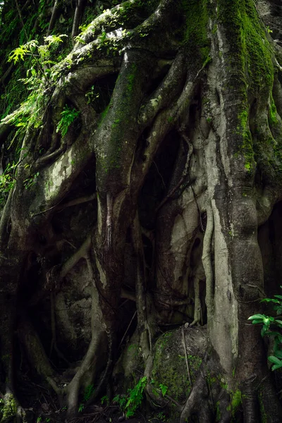 Raízes Árvores Gigantes Floresta Tropical Raízes Árvores Floresta Verde Conceito — Fotografia de Stock