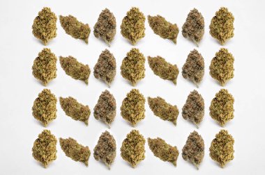 Beyaz arka planda tıbbi esrar, güzel çiçekli marihuana bitkileri, bitki üçgenlerinin ucu. Marihuana çiçeği konsepti