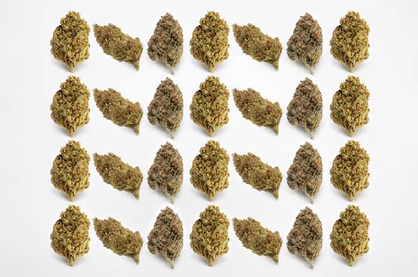 Léčivé Konopí Bílém Pozadí Krásné Květinové Rostliny Marihuany Špička Trichomů — Stock fotografie