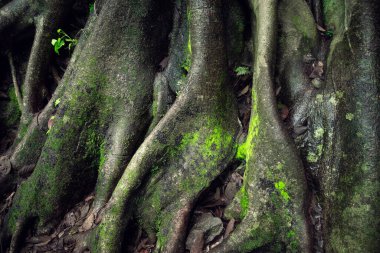Tropik ormandaki dev ağaç kökleri. Yeşil ormandaki ağaç kökleri. Sürdürülebilir turizm kavramı. Yeşil ormanda yürüyüş yapmak. Seyahat konsepti. Amatlan, Meksika