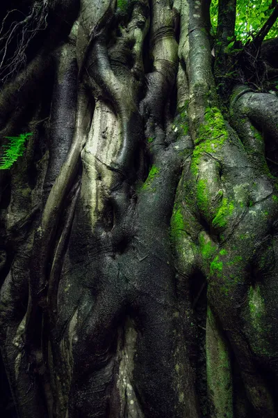 Giant tree roots in tropical forest. Tree roots in green forest. Sustainable tourism concept. Hike in the green forest. Trekking concept. Amatlan, Mexico