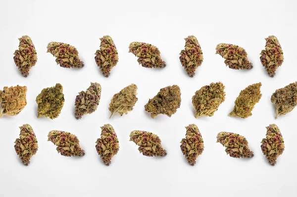 药用大麻在白色的背景上 美丽的花大麻植物 顶部的植物三叶草 大麻花概念 图库图片