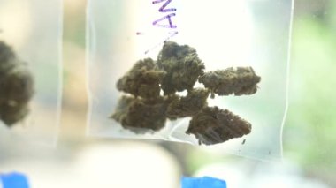 Kenevir Yaprağı. Esrar bitkisi sigaraya hazır. Güzel cogollo. Marihuana, cbd, thc video 4k. Tıbbi marihuana kavramı