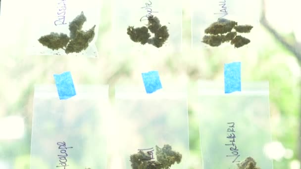 Liść Konopi Konopie Gotowe Palenia Piękne Cogollo Marihuana Cbd Thc — Wideo stockowe