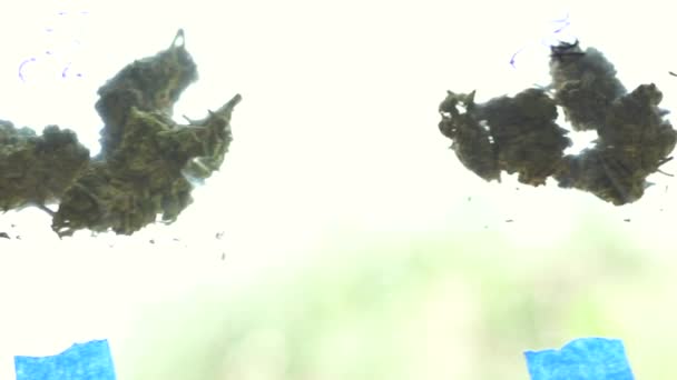 Kannabiszlevél Kannabisznövény Készen Áll Dohányzásra Gyönyörű Cogollo Marihuana Cdd Videó — Stock videók