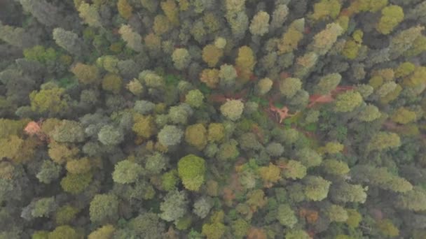 Sis Ile Birlikte Ormanın Drone Videosu Arka Planda Şehir Olan — Stok video