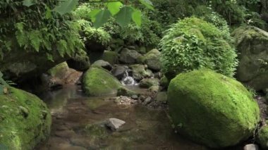Güzel tropikal yeşil orman. Yeşil ormandaki nehir. Sürdürülebilir turizm kavramı. Yeşil ormanda yürüyüş yapmak. Seyahat konsepti. Amatlan, Meksika