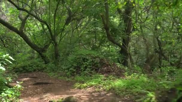 Prachtig Tropisch Groen Bos Rivier Groen Bos Duurzaam Toerisme Wandelen — Stockvideo