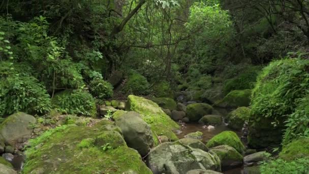 Зеленый Лес Река Зеленом Лесу Концепция Устойчивого Туризма Прогулка Зеленом — стоковое видео