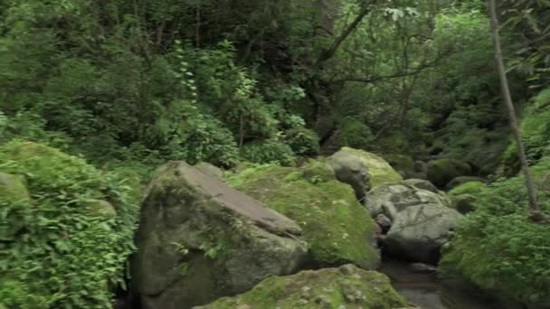 Vacker Tropisk Grön Skog Flod Grön Skog Begreppet Hållbar Turism — Stockvideo