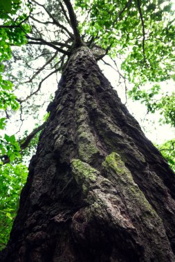 Güzel bir tropikal ormanda ağaç dokusu perspektifi. Islak yeşil ormandaki ağaç dokuları. Sürdürülebilir turizm kavramı. Yeşil ormanda yürüyüş yapmak. Seyahat konsepti. Amatlan, Meksika