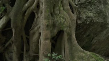 Güzel tropikal yeşil orman. Yeşil ormandaki nehir. Sürdürülebilir turizm kavramı. Yeşil ormanda yürüyüş yapmak. Seyahat konsepti. Amatlan, Meksika