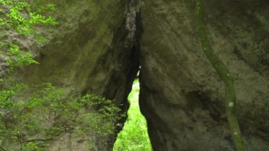 Güzel tropikal yeşil orman. Yeşil ormandaki nehir. Sürdürülebilir turizm kavramı. Yeşil ormanda yürüyüş yapmak. Seyahat konsepti. Amatlan, Meksika