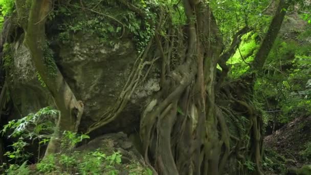 Piękny Tropikalny Zielony Las Rzeka Zielonym Lesie Koncepcja Zrównoważonej Turystyki — Wideo stockowe
