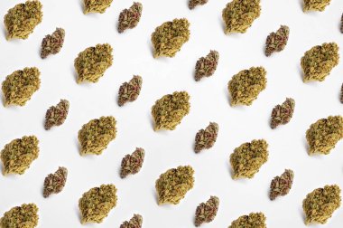 Beyaz arka planda tıbbi esrar, güzel çiçekli marihuana bitkileri, bitki üçgenlerinin ucu. Marihuana çiçeği konsepti