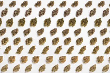 Beyaz arka planda tıbbi esrar, güzel çiçekli marihuana bitkileri, bitki üçgenlerinin ucu. Marihuana çiçeği konsepti