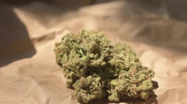 Kenevir Yaprağı. Esrar bitkisi sigaraya hazır. Güzel cogollo. Marihuana, cbd, thc video 4k. Tıbbi marihuana kavramı.