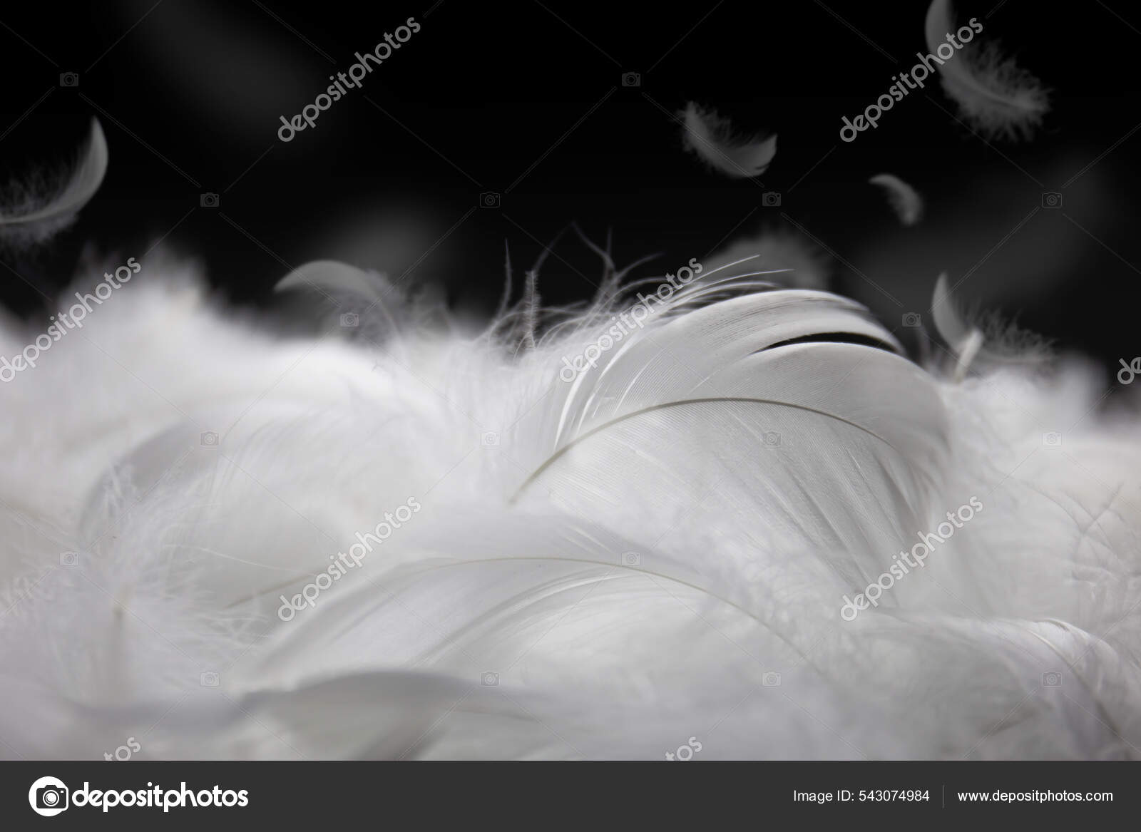 Plumas del cisne fotos de stock, imágenes de Plumas del cisne sin royalties  | Depositphotos