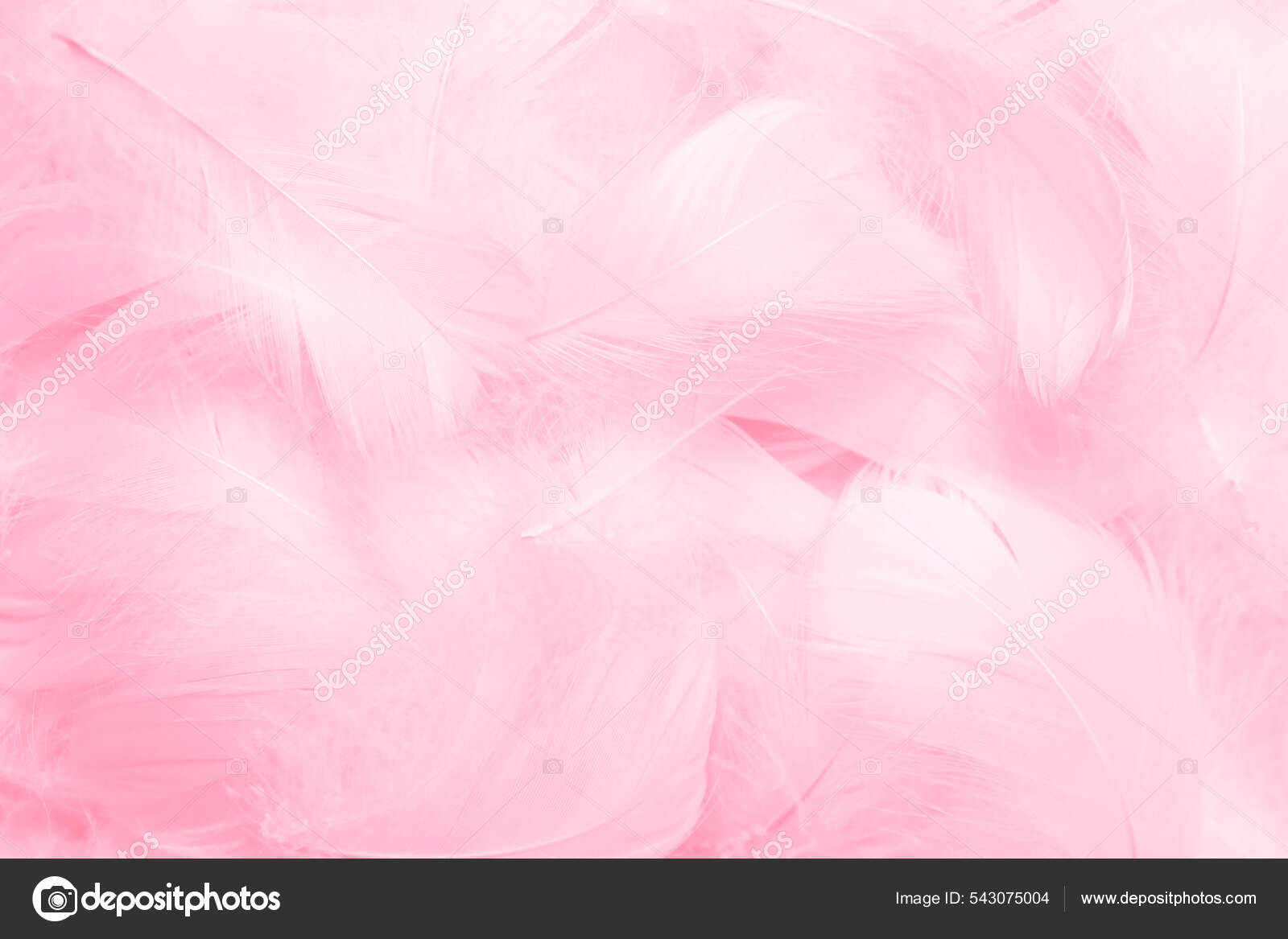 Pink feather background. Beautiful light pink feathers background