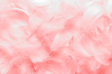 Güzel Pembe ve Beyaz Tüylü Doku Vintage Arkaplan. Kuğu Tüyleri