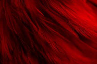 Güzel Kırmızı Koyu Tüylü Doku Çizgisi Arkaplanı. Kuğu Tüyleri.