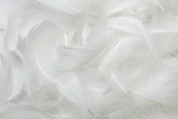 白色羽毛的柔嫩质感 天鹅羽毛 — 图库照片