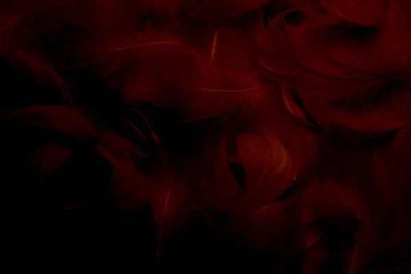 Piękne Czerwone Ciemne Pióra Tekstury Vitage Tła Pióra Łabędzie Czarno — Zdjęcie stockowe