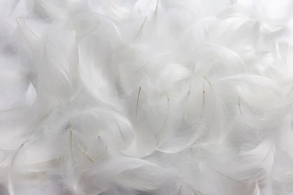 白色羽毛的柔嫩质感 天鹅羽毛 — 图库照片