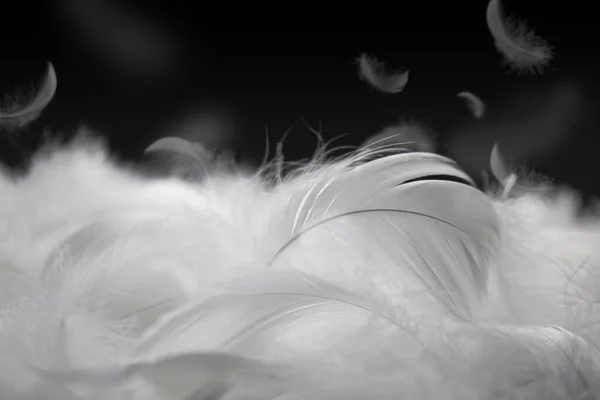白色羽毛在黑色背景上的柔软 天鹅羽毛掉落 — 图库照片
