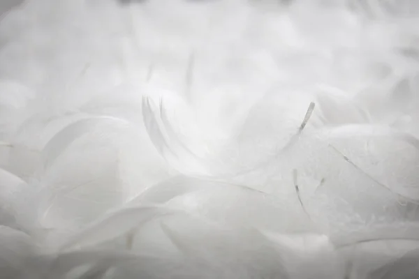 ソフトの白い羽テクスチャヴィンテージ背景 白鳥の羽 — ストック写真