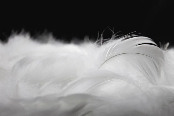 黑色背景的白毛茸茸的父亲的宏观照片 天鹅羽毛 — 图库照片