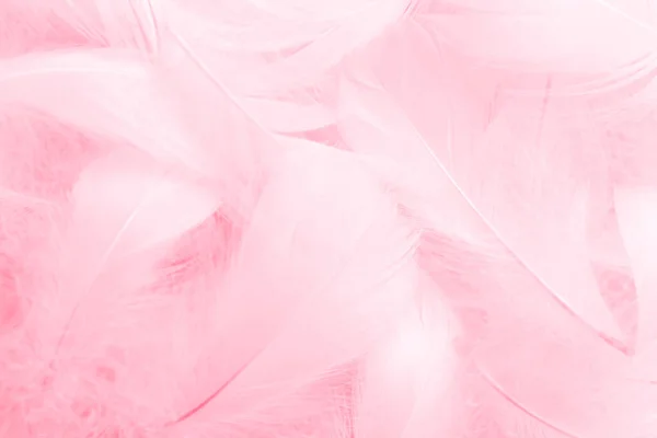 漂亮的粉红和白羽面料的古色古香背景 天鹅羽毛 — 图库照片