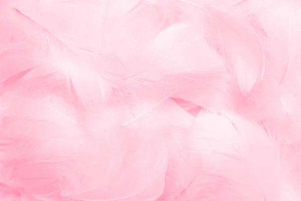 漂亮的粉红和白羽面料的古色古香背景 天鹅羽毛 — 图库照片