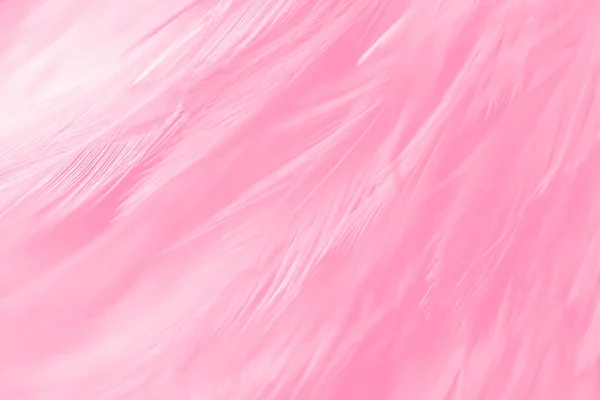 美丽的粉红羽毛质感复古背景 天鹅羽毛 — 图库照片