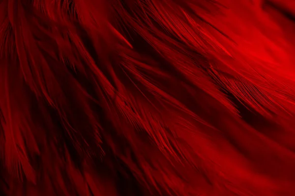 美しい赤暗い羽テクスチャラインの背景 白鳥の羽 — ストック写真