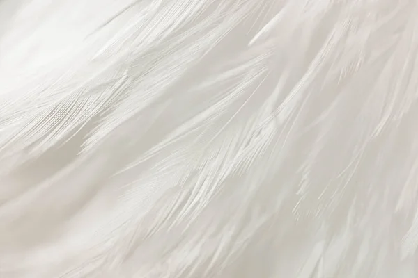 Fondo Textura De Plumas Rosa Suave Con Elegantes Plumas De Cisne Fondo,  Suave, Fondo De Plumas, Blanco Negro Imagen de Fondo Para Descarga Gratuita  - Pngtreee