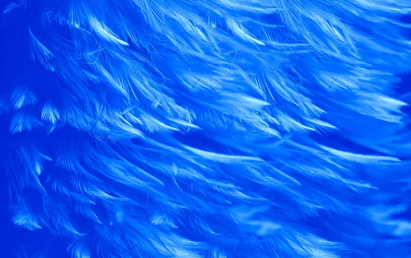 美丽的蓝色羽毛纹理图案古色古香的背景 天鹅羽毛 — 图库照片