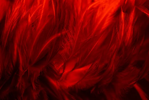 Červené Tmavé Peří Textura Ročník Pozadí — Stock fotografie
