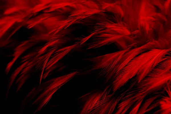 美丽的红色黑色羽毛纹理古色古香背景 天鹅羽毛在黑色上 — 图库照片