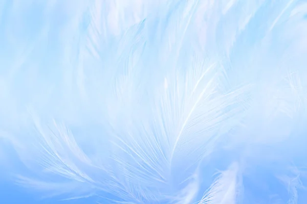 美しい青と白の羽テクスチャヴィンテージ背景 白鳥の羽 — ストック写真