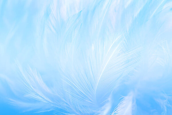 Сине-бело-голубые выделяются на общем фоне. Swan Feathers.