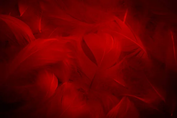 Gyönyörű Piros Sötét Toll Textúra Vitage Háttér Hattyútoll Feketén — Stock Fotó