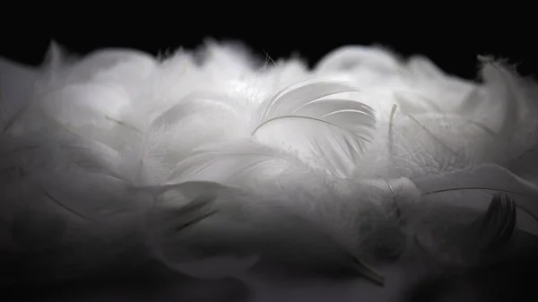 黒い背景に白い綿毛の父親のマクロ写真 白鳥の羽 — ストック写真
