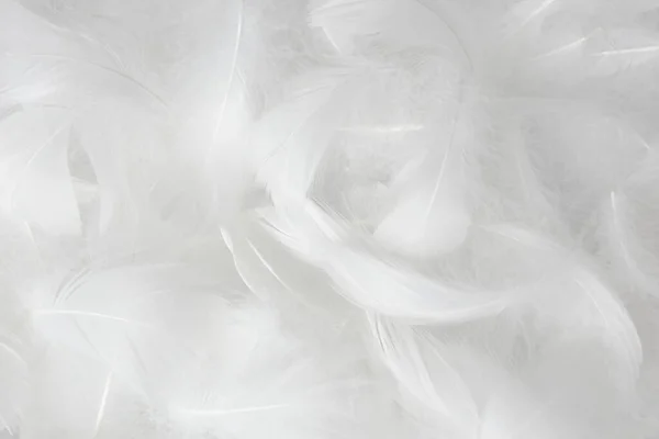 White Fluffly Features Texture Vintage Fon Swan Feathers — стоковое фото