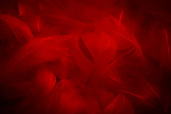 Beautiful Red Dark Feathers Texture Vitage Background Swan Feathers Black — Stock Photo, Image