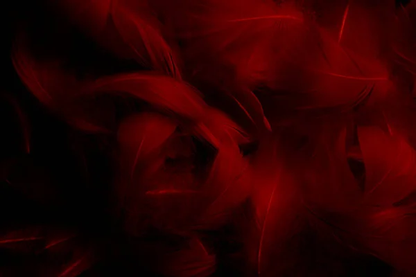 Schöne Red Dark Feathers Texture Vitage Hintergrund Schwanenfedern Auf Schwarz — Stockfoto