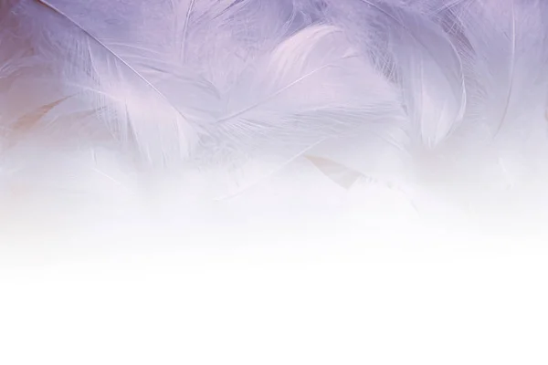 白いグラデーションの上の白鳥のふわふわ羽 白い空間で羽の背景 — ストック写真