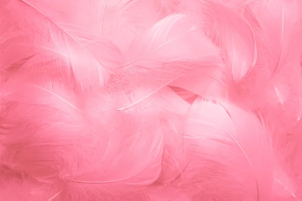 Hermosa Rosa Blanco Fluffly Plumas Textura Fondo Vintage Plumas Cisne —  Fotos de Stock